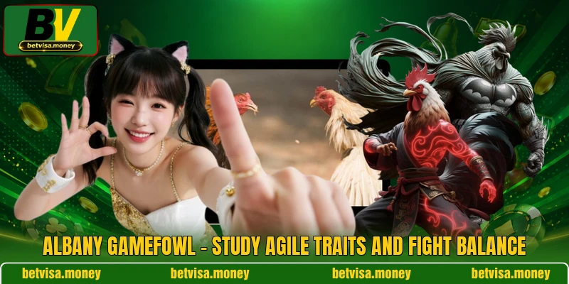 Albany Gamefowl - Study Agile Traits And Fight Balance