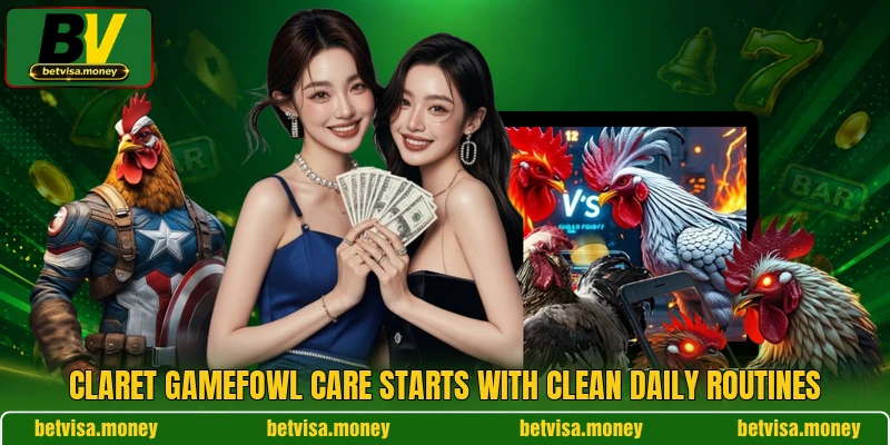 Claret Gamefowl care starts with clean daily routines