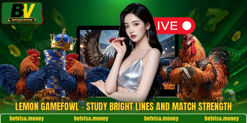 Lemon Gamefowl - Study Bright Lines And Match Strength