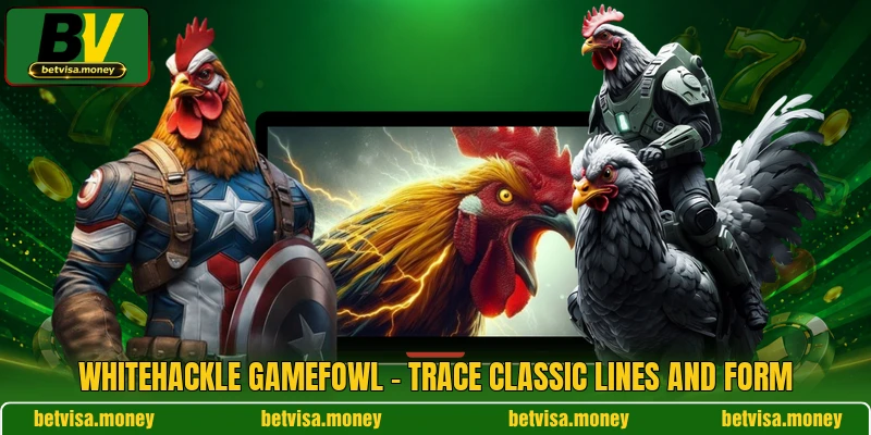 Whitehackle Gamefowl - Trace Classic Lines And Form